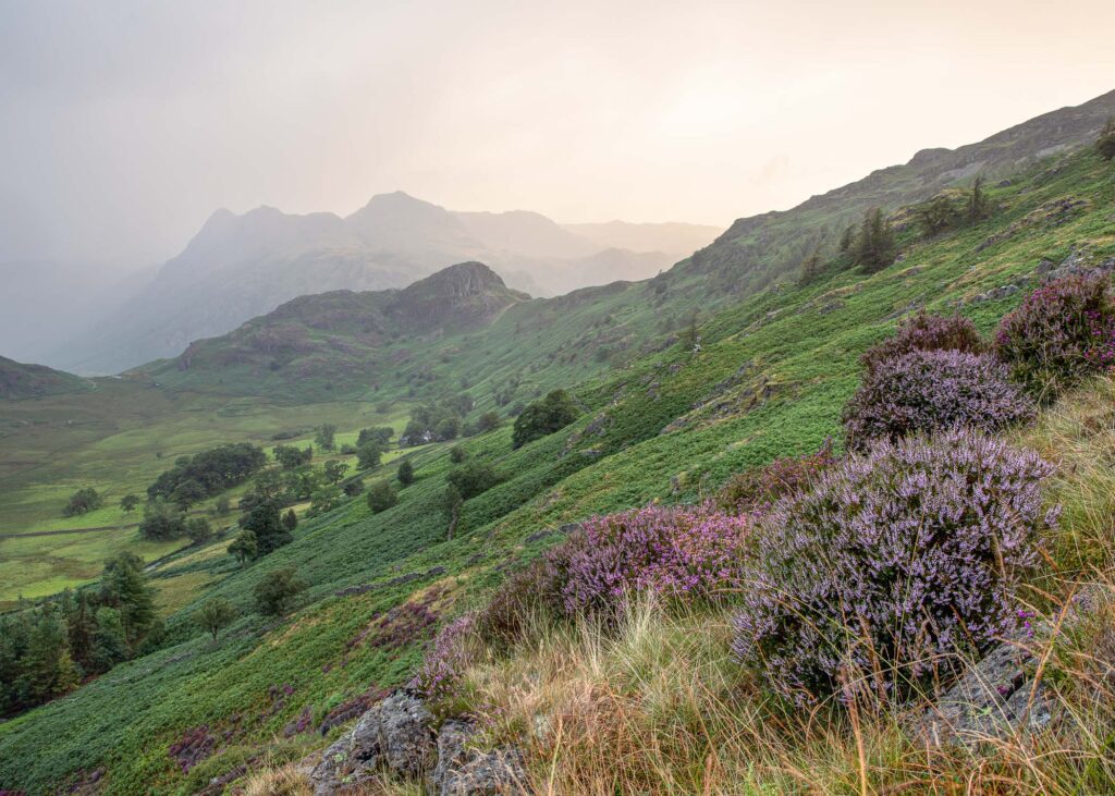 Lake District landscape photography. An atmospheric summer morning. The heather was flourishing and beautifully pink, contrasting nicely with the summer greens. The stunning heather forms the foreground of the photograph as the Langdale Pikes lurk in the background shrouded in mist. This photograph was taken with a Canon 24-70mm F2.8L lens.