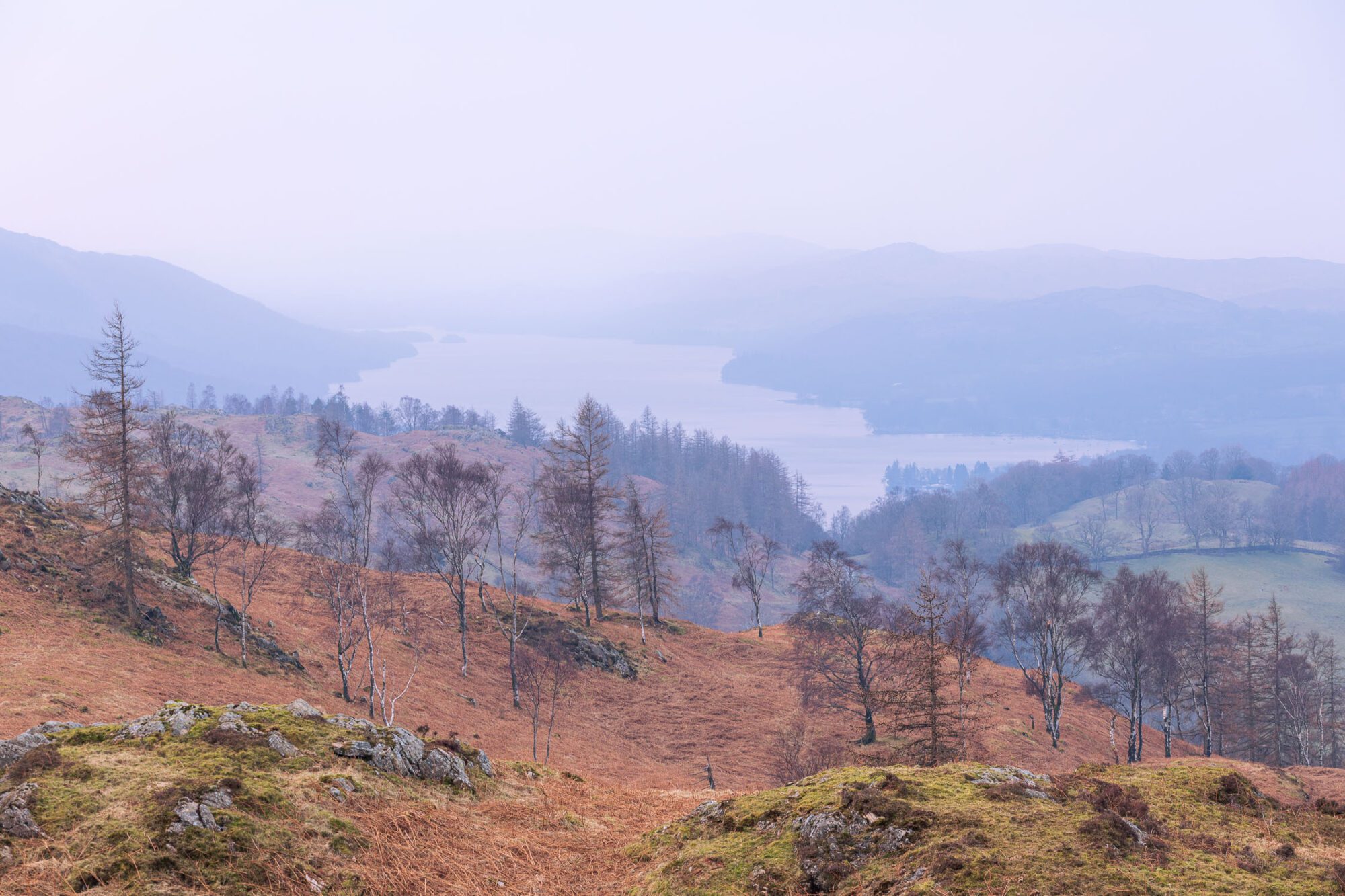 Beautiful hazy landscape photo of Coniston Water and silver birch trees.