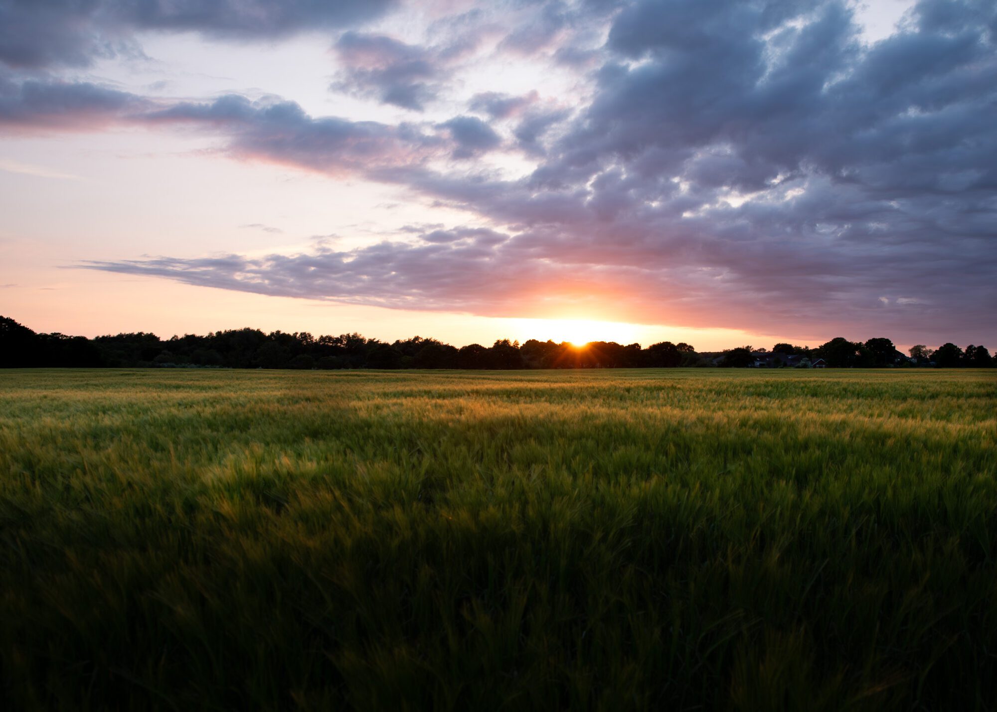 A breathtaking landscape photo of sunset over a barley field in Rainford Village.