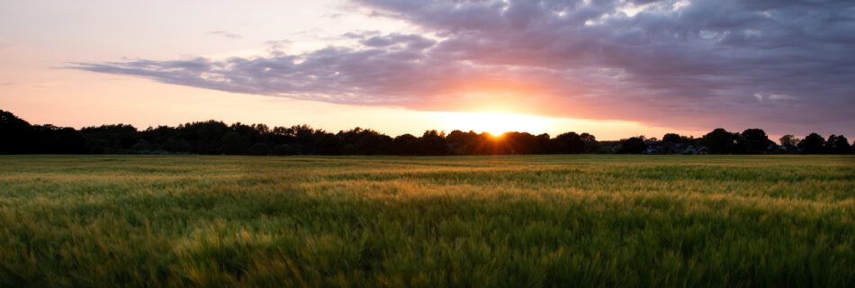 A breathtaking landscape photo of sunset over a barley field in Rainford Village.