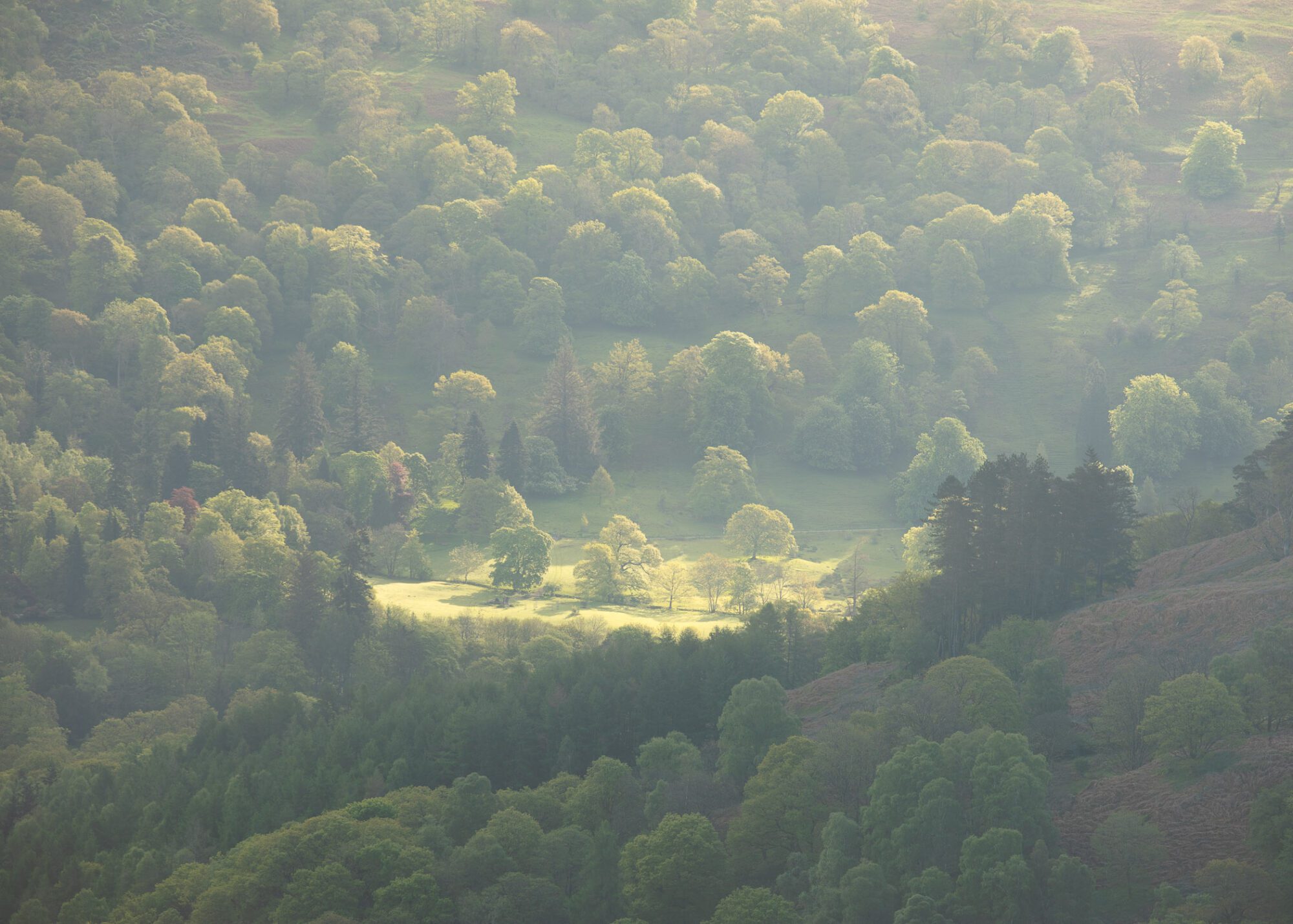 Landscape photograph of a group of spring trees in the Lake District.