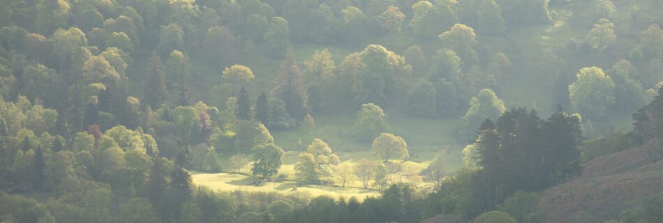 Landscape photograph of a group of spring trees in the Lake District.