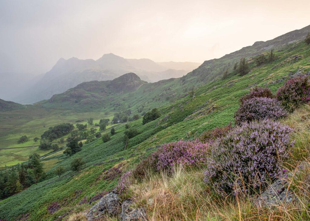 Stunning landscape photo of flowering heather and the Langdale Pikes at Blea Tarn in the Lake District.