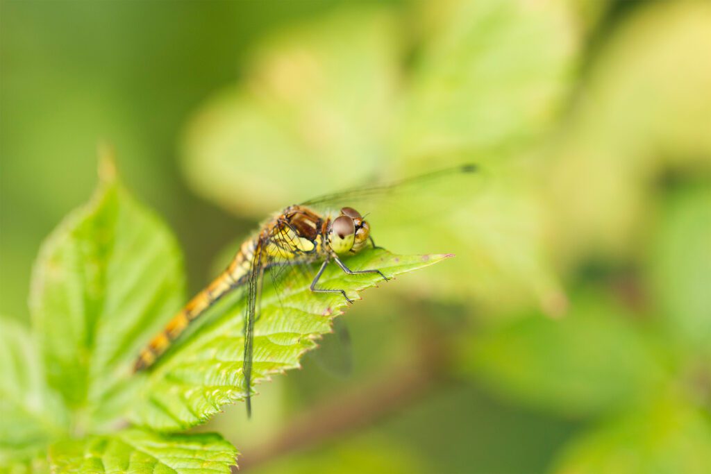 Macro photograph of a common darter resting on a bramble leaf during the summer.