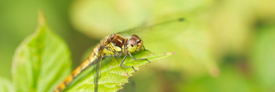 Macro photography of a female Common Darter Dragonfly resting on a Bramble leaf.