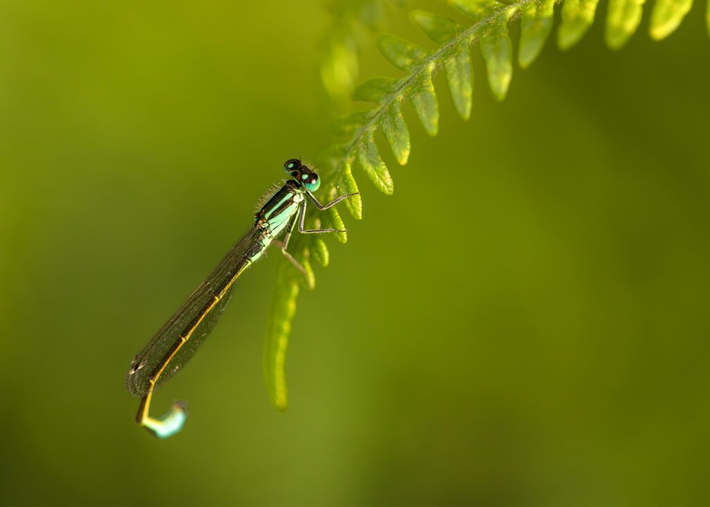 A macro photography of a blue tailed damselfly perched on a fern leaf.