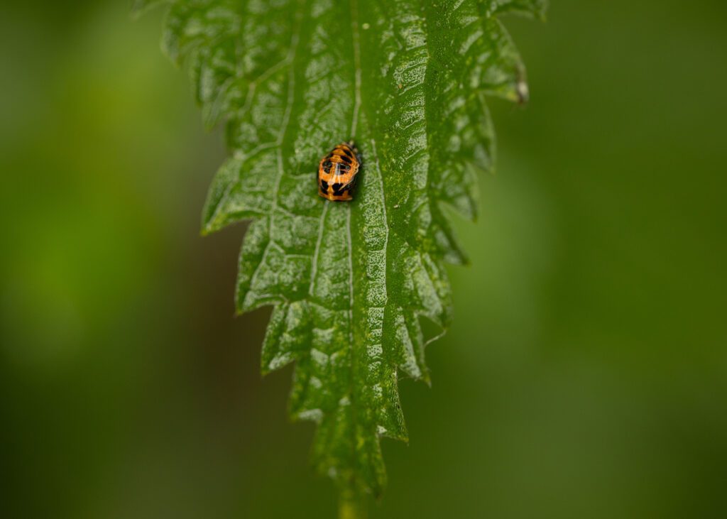 Macro Photography - A shot of a ladybird pupa on a nettle leaf, nearing the stage of becoming a fully grown ladybird.