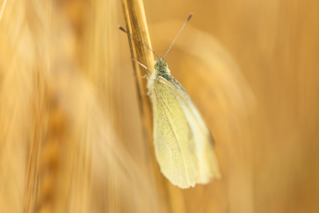 Macro photography featuring a stunning Cabbage White butterfly, also known as a Large White butterfly, resting on a mature straw-coloured barley stalk. A narrow depth of field beautifully blurs out the surrounding barley, emphasising the Large White butterfly. This photograph was captured with a Canon 100mm F2.8L Macro lens.