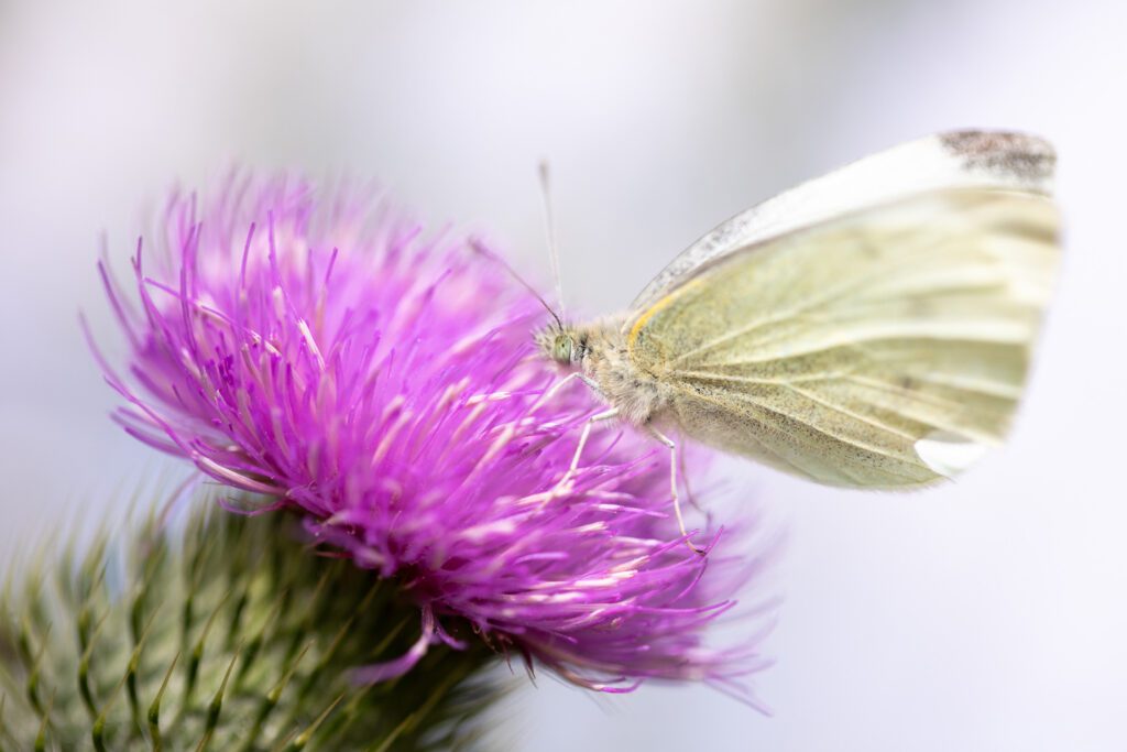 Macro photograph of a Large White or Cabbage White butterfly feeding on a flowering thistle. Canon 100mm F2.8L macro lens.