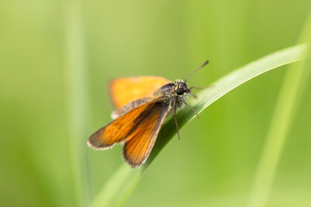 Macro photography featuring a beautiful orange Small Skipper butterfly resting on a single blade of grass which curls throughout the frame from the bottom left to the top right. A very small depth of field creates a beautiful simple background of blurred green grasses. This photograph was taken using a Canon 100mm F2.8L macro lens.