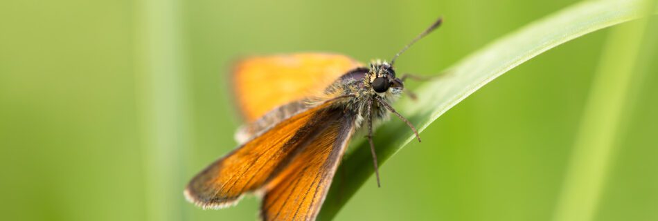 Macro photo of a beautiful Small Skipper butterfly resting on a single blade of grass.