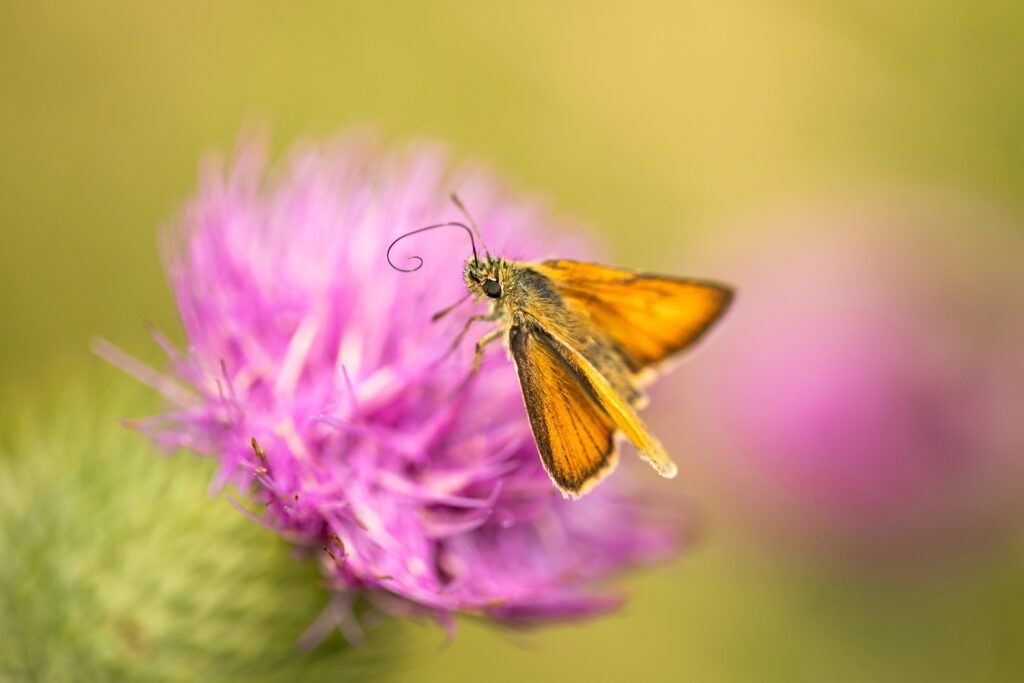 Macro photograph of a stunning Small Skipper butterfly photographed on a flowering thistle. A beautiful contrast of the orange Small Skipper and the pinks and greens of the flowering thistle. Photograph taken with a Canon 100mm F2.8L macro lens.