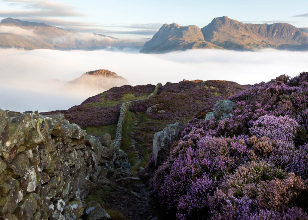 A beautiful landscape photograph from the English Lake District. A stunning cloud inversion surrounds the Langdale Pikes seen from the lower flanks of Lingmoor Fell during the heather season. Gorgeous pink heather surrounds the foreground with the summit of Side Pike barely visible above the cloud. Photographed with a Canon 5D MK4 and Canon 24-70mm F2.8L lens.