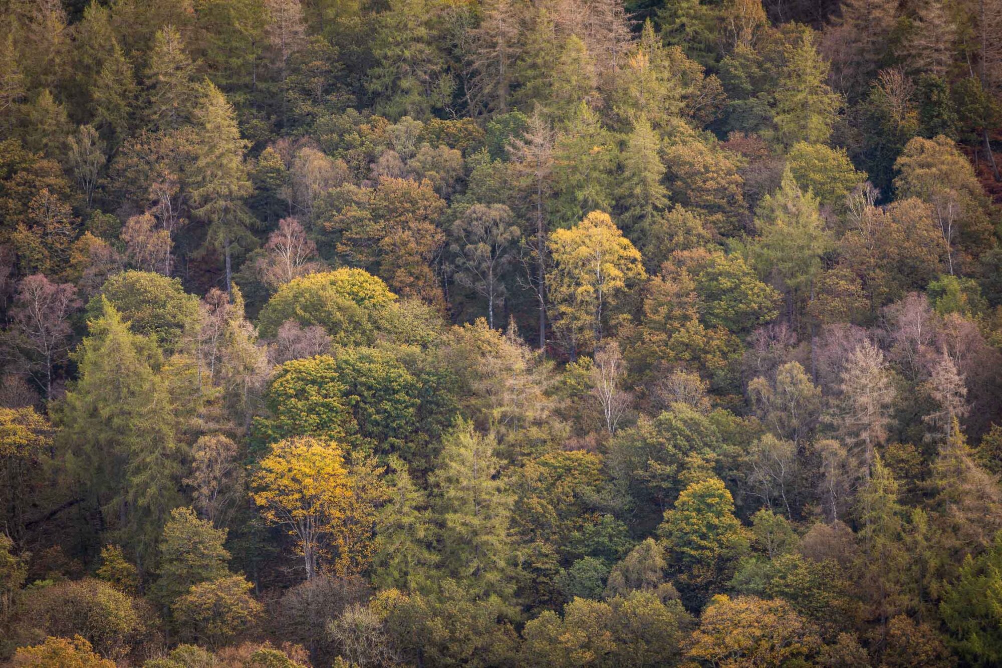 A woodland photograph of a collection of beautiful autumnal trees on Tom Heights as seen from Holme Fell.