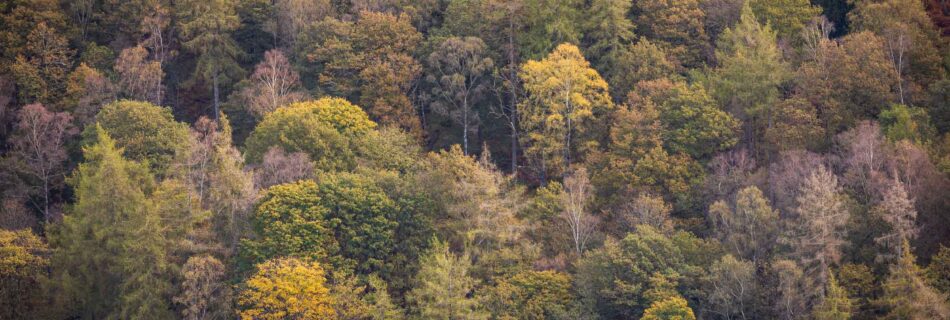 A woodland photograph of a collection of beautiful autumnal trees on Tom Heights as seen from Holme Fell.