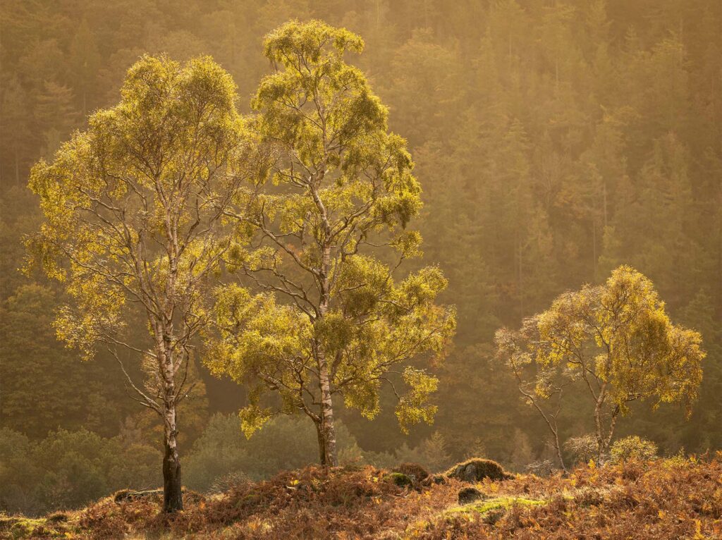 Autumn Lake District landscape photography. A breathtaking morning at Holme Fell. The early stages of the golden hour saw floods of incredible light, scenes landscape photographers dream of. This photograph was taken with a Canon 70-200mm F4L lens.