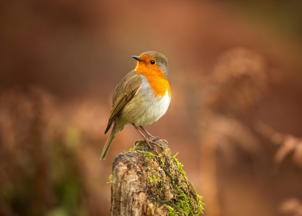 A wildlife photograph from the Lake District featuring a handsome Robin perched on a moss-covered wooden post. Photographed with a Canon 5D MK4 and 70-200mm F4L lens.