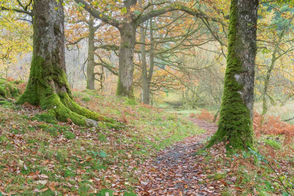 A quintessential Lake District scene featuring a beautiful autumnal woodland delicately diffused with early morning mist. Landscape photograph captured with a Canon 5D MK4 and 24-70mm F2.8L lens.