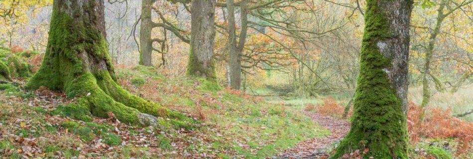 Autumn trees and mist at Yew Tree Tarn in the Lake District.