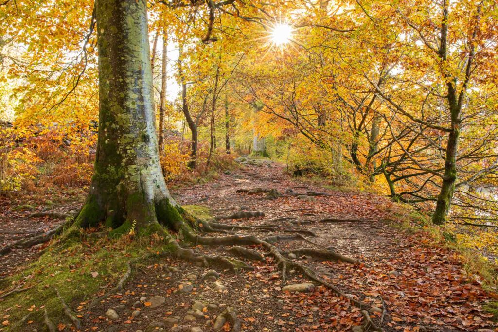 A landscape photograph from the Lake District featuring a stunning pathway through the woods surrounding Derwentwater. The stunning sunlight beams through the dense leaves creating a sun star at the top of the frame. Photographed with a Canon 5D MK4 and 24-70mm F2.8L lens.