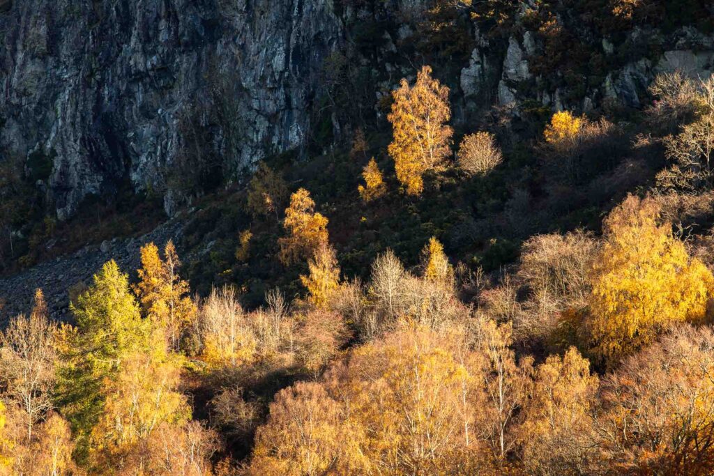 A landscape photograph from the Lake District featuring the dark crags of Walla Crag with a collection of beautiful autumnal trees capturing the stunning early morning light. Photographed with a Canon 5D MK4 and 70-200mm F4L lens.