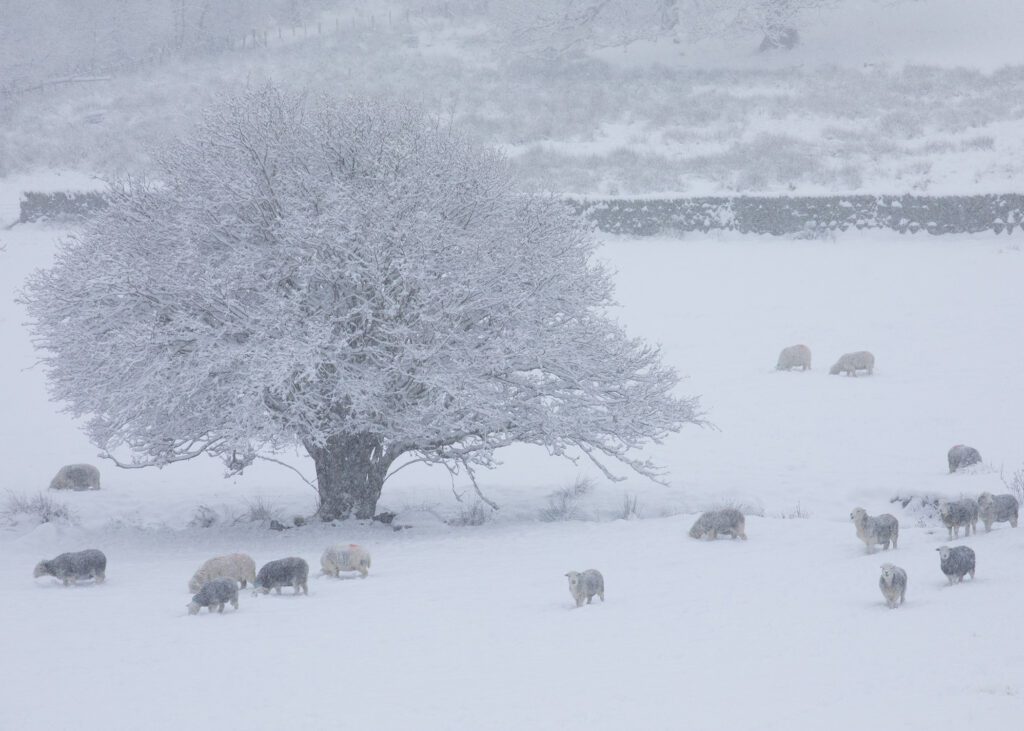 Lake District Blizzard landscape photography. A snowy landscape photograph featuring iconic Lake District Herdwick sheep and drystone walls. Photographed with a Canon 5D MK4 and 70-200mnm F4L lens.