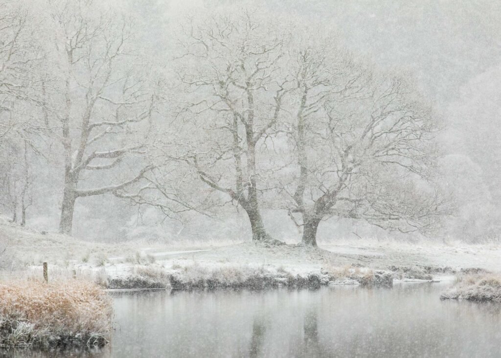 A landscape photograph of the beautiful River Brathay ancient Oak Trees in the Lake District during heavy snow. Photographed with a Canon 5D MK4 and 70-200mm F4L lens.