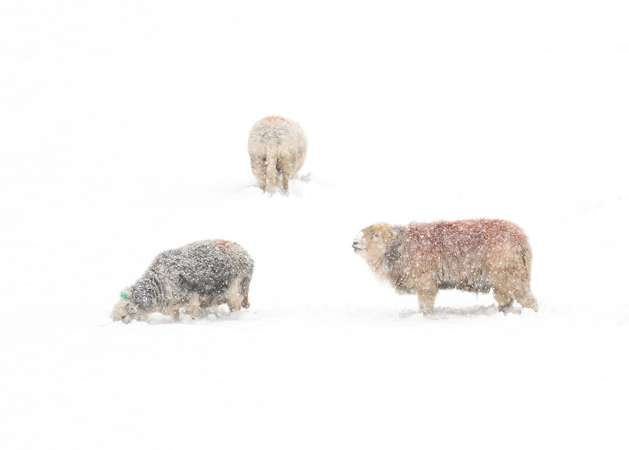 A telephoto shot of three Herdwick sheep digging through deep snow during heavy snow in the Lake District.