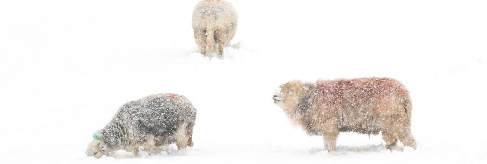 A telephoto shot of three Herdwick sheep digging through deep snow during heavy snow in the Lake District.