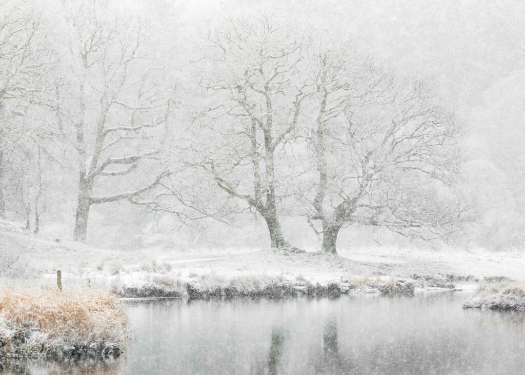 A dramatic landscape photograph of some oak trees along the River Brathay during heavy snow in the Lake District.