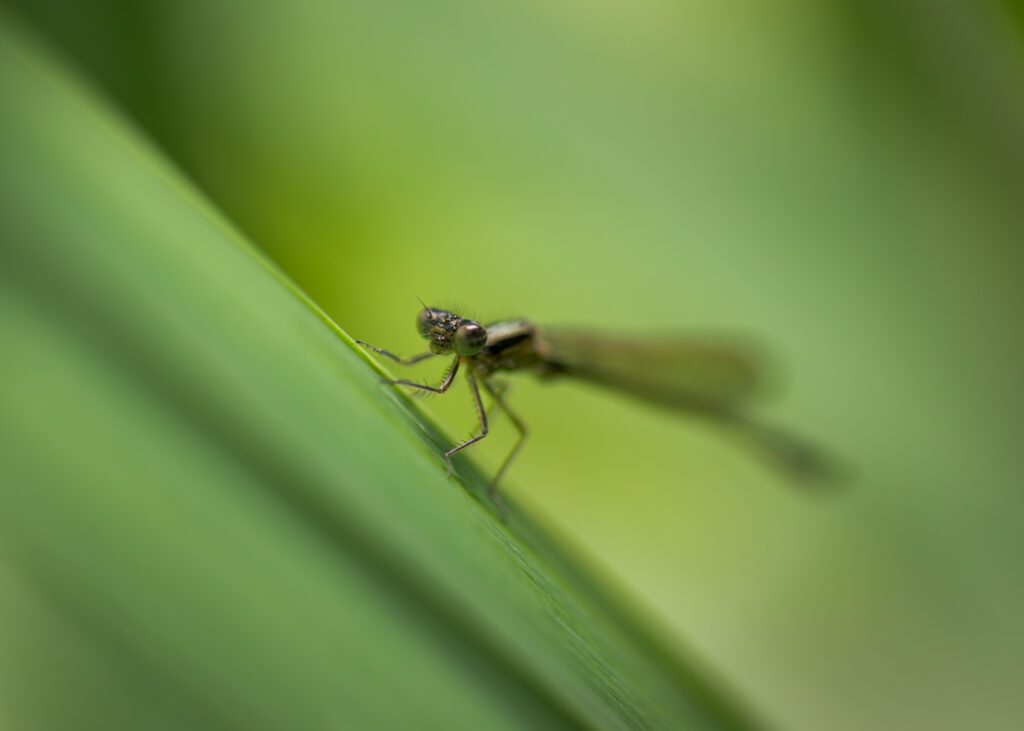 Macro photograph of a beautiful emerging damselfly perched on a reed leaf. 