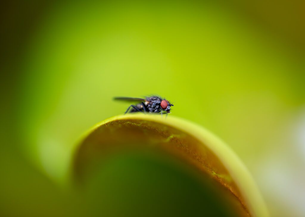 A close-up of a fly perched on a wet leaf after rainfall, photographed with a narrow depth of field. Raynox DCR-250 sample image.