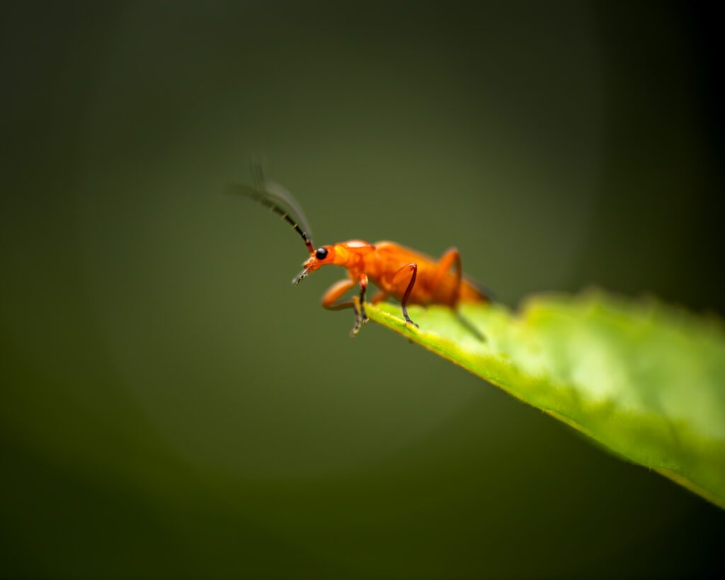 An extreme close-up of a common red soldier beetle perched on the edge of a stinging nettle leaf. Photographed using a Raynox DCR-250 macro conversion lens.