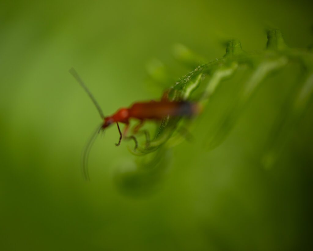 Example of an out-of-focus macro photograph of an insect using a narrow depth of field.