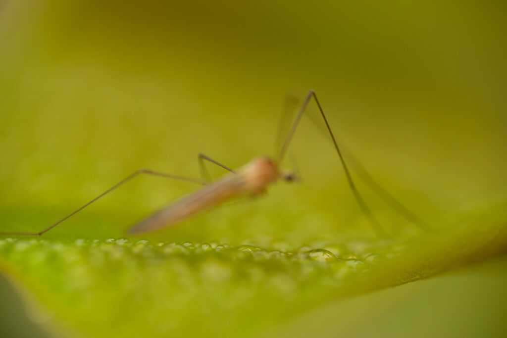 Example of an out-of-focus macro photograph of an insect using a narrow depth of field.