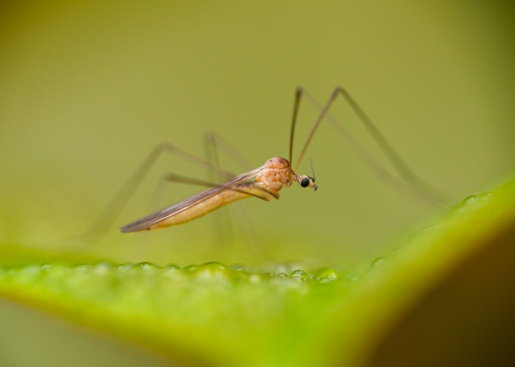 An extreme close-up of an insect on a wet leaf. Photographed using the Raynox DCR-250.