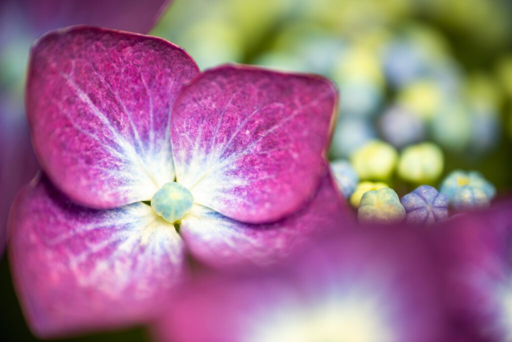 A close-up of a beautiful Hydrangea flower emerging from a flower bud. Raynox DCR-250.