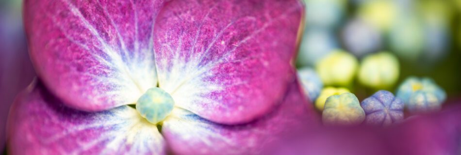 A close-up of a beautiful Hydrangea flower emerging from a flower bud. Raynox DCR-250.