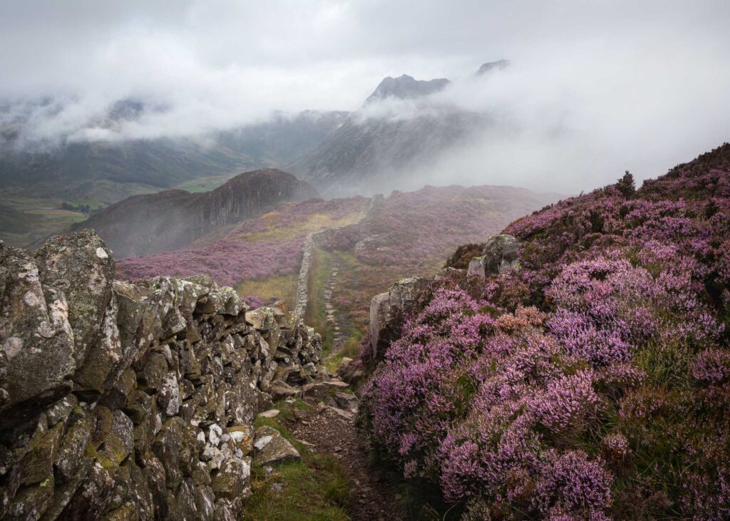 Landscape photograph featuring breathtaking pink blossoming heather thriving along the path dividing Side Pike and Lingmoor Fell in the Lake District.