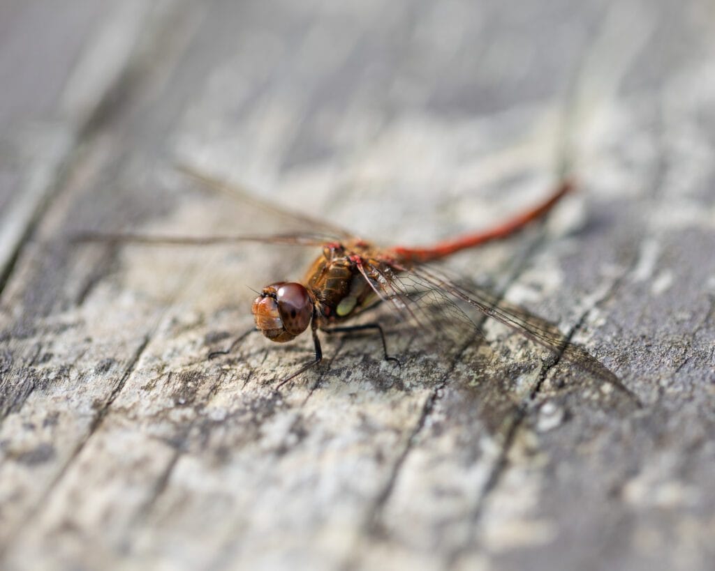 Macro photograph of a male Common Darter dragonfly resting on a picnic table.