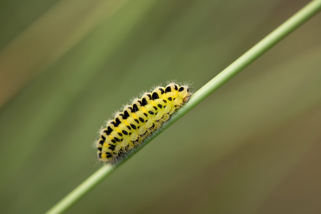 Macro photograph of a beautiful Six-spot Burnet caterpillar resting on a stem of grass found on the dunes of Formby Beach.