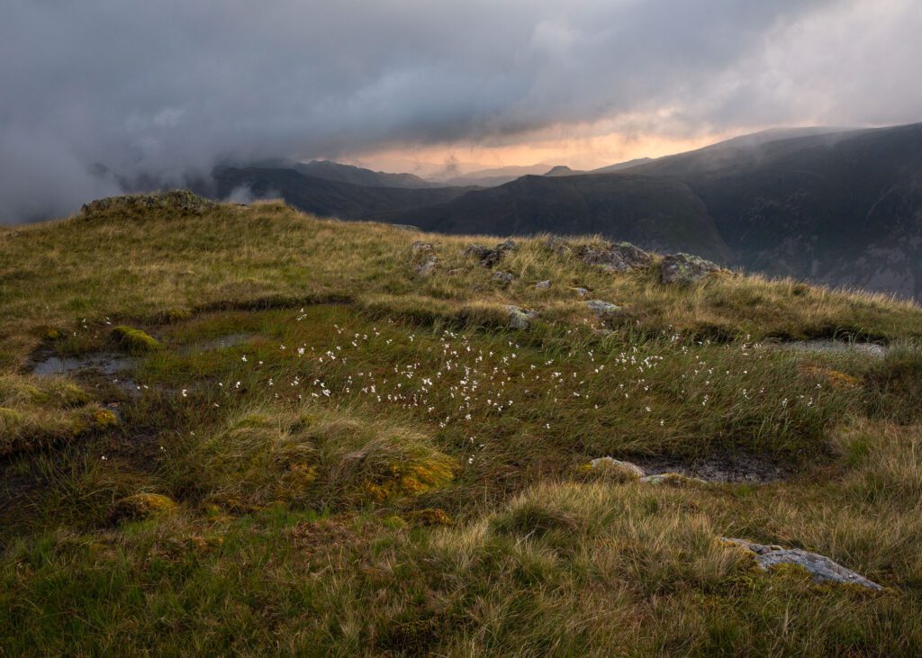 Landscape photograph of beautiful Cotton-grass thriving on Bowfell during a spectacular summer's morning in the Lake District.