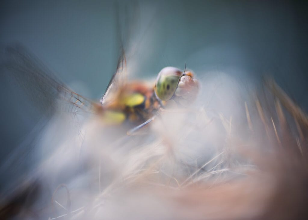 Macro photograph of a beautiful female Common Darter Dragonfly resting on the skeleton of an old Hogweed flower.