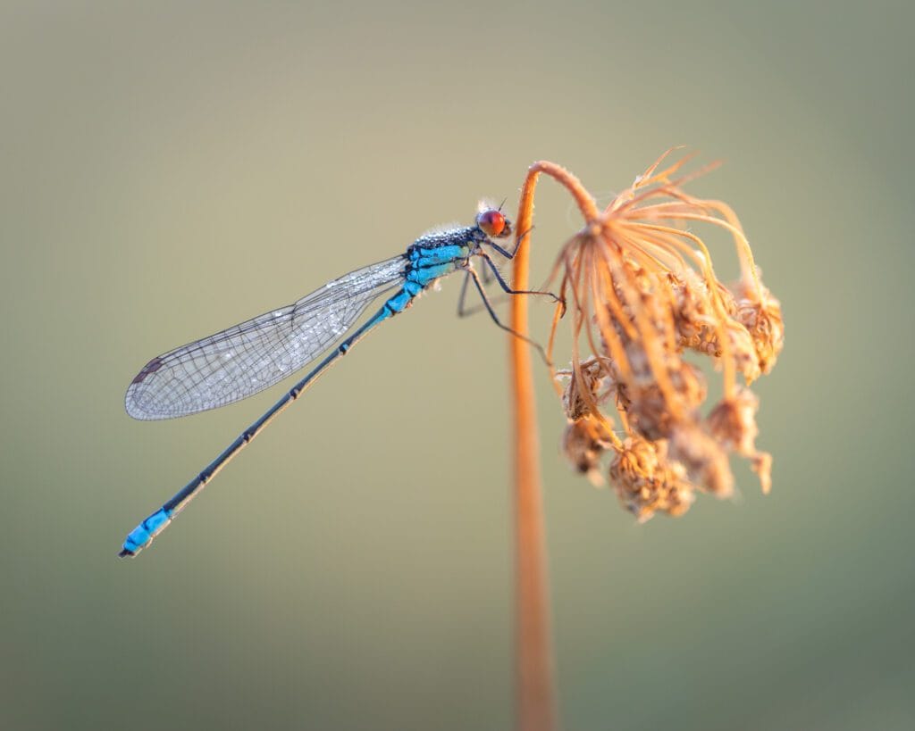 A damselfly covered in dew resting on a flower stem during the early morning.