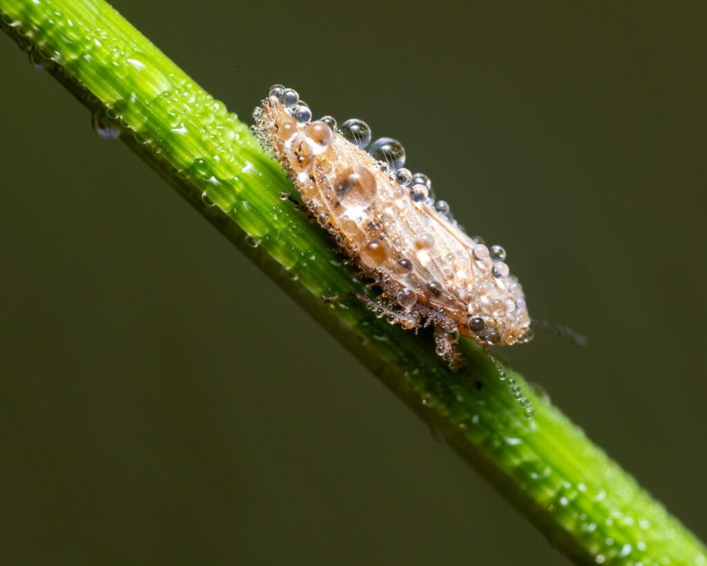 Macro photography featuring a Froghopper covered in dew resting on a grass stem within the dunes of Formby Beach.