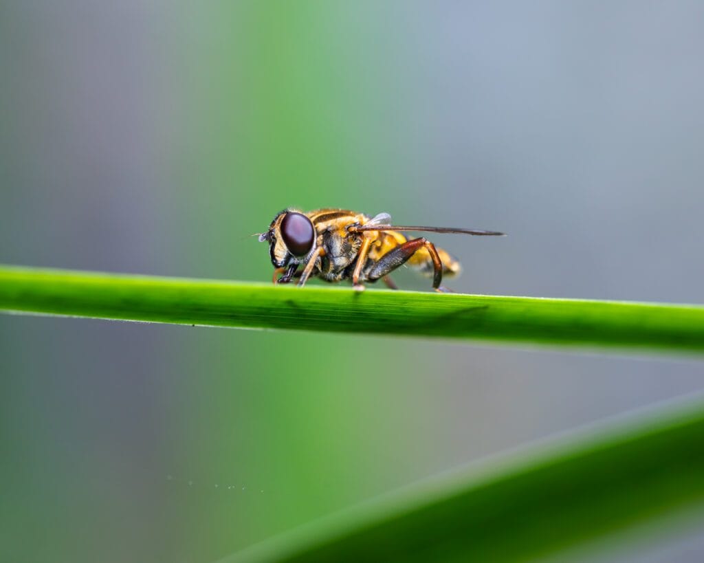 Macro photography of a hoverfly perched on a reed extending over the edge of a pond.