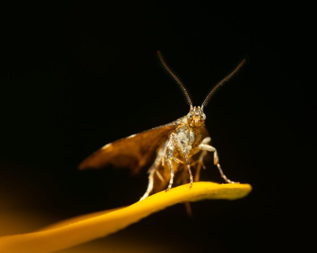 Macro photography featuring an incredibly small moth resting on the petal of a yellow flower.