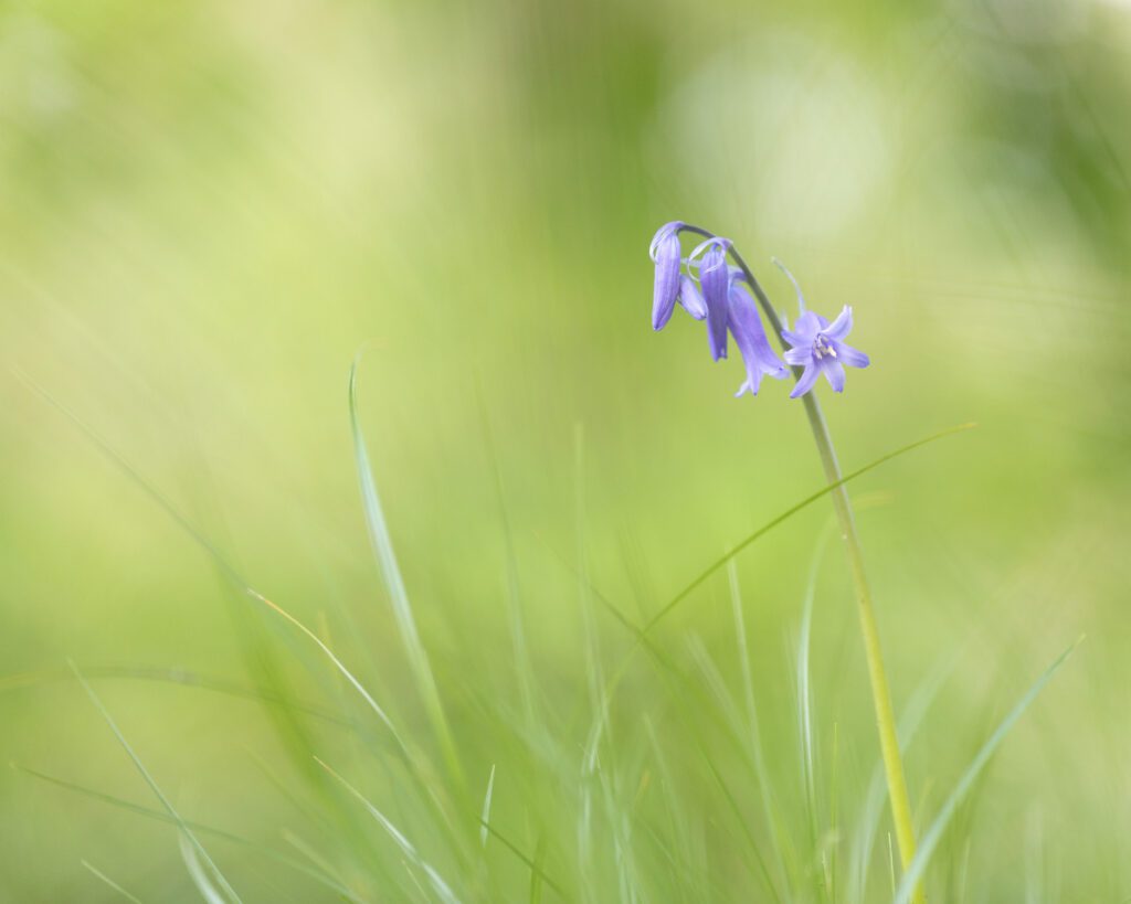 A macro photograph of a beautiful English Bluebell flowering amongst a patch of wild grasses.