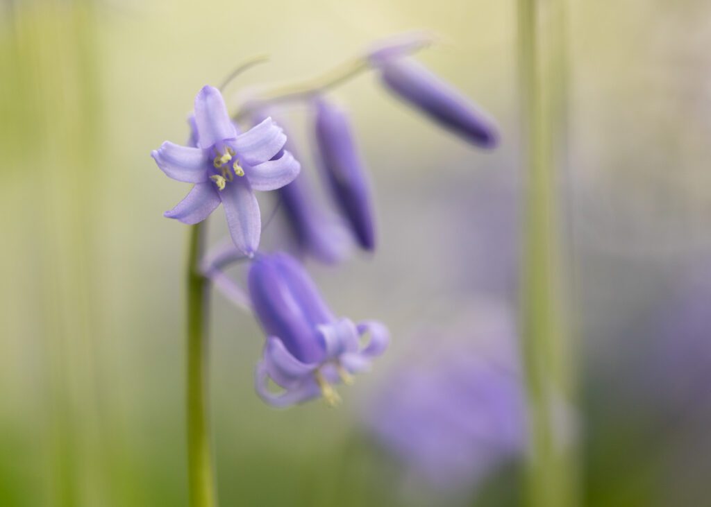 Wildflower photography featuring an English Bluebell with beautiful soft light