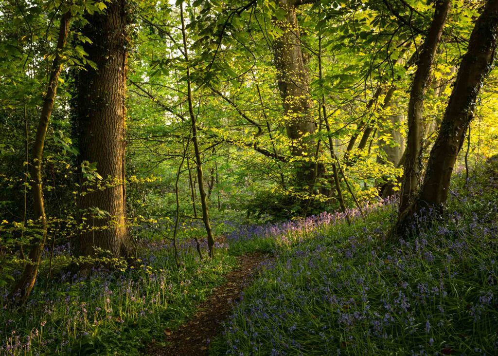 A carpet of flowering Bluebells along a path through a woodland at sunset